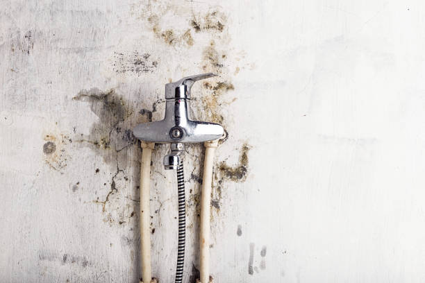 Best Black Mold Remediation in Centreville, MD