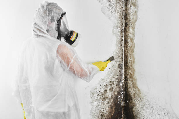 Best Attic Mold Remediation in Centreville, MD