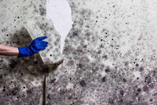 Best Mold Remediation for Specific Building Types in Centreville, MD