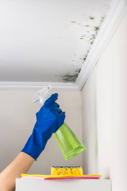 Best Attic Mold Remediation in Centreville, MD